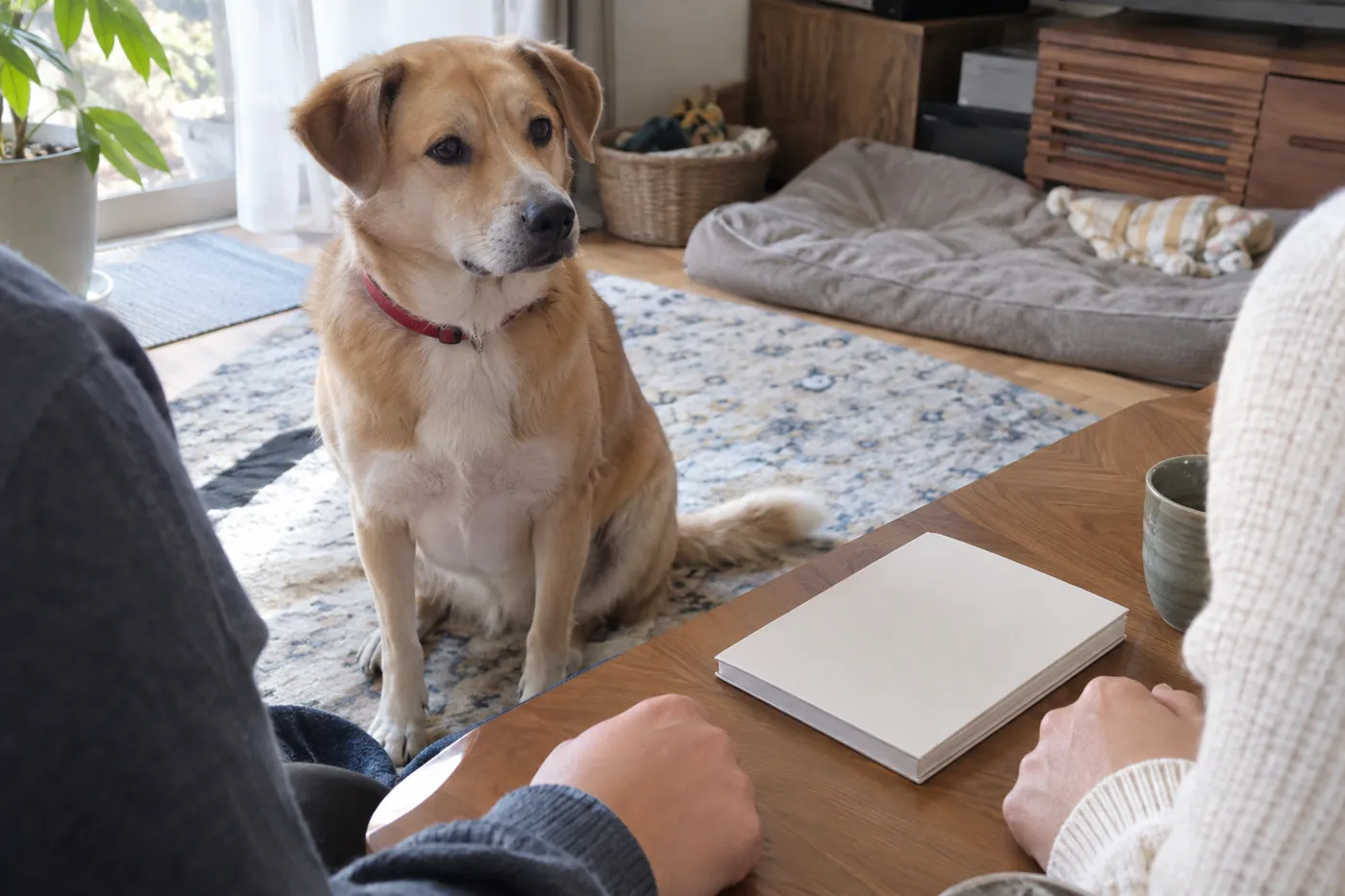 自宅で犬のそばに座り、迎える準備について話し合う家族の手元