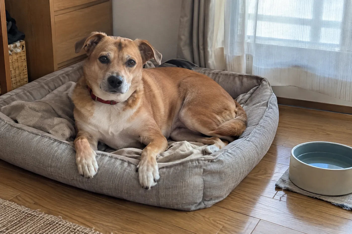 新しい家の静かな一角で、ベッドに横たわる犬