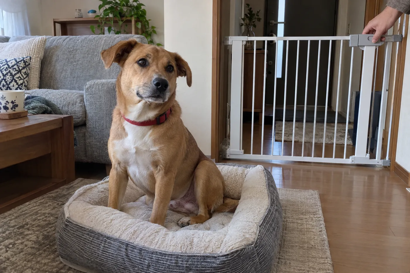 閉じた室内ゲートのそばで、用意されたベッドに座る犬