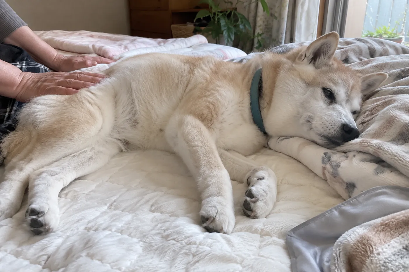 横向きに休む老犬の体勢と寝具の状態を飼い主が見守る様子