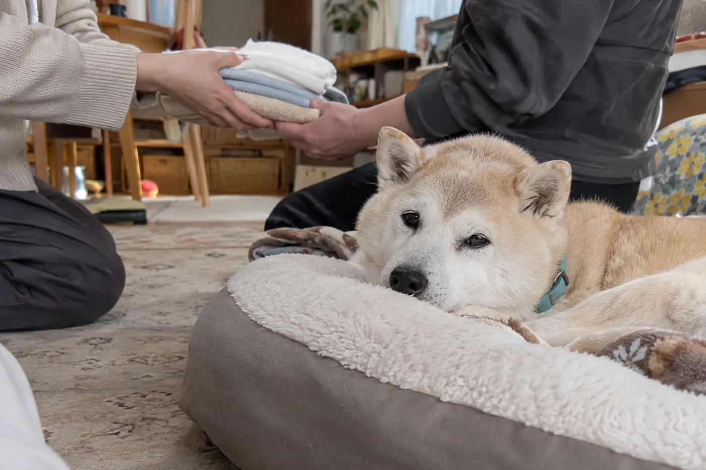 老犬の寝床のそばで二人の家族が介護用品を受け渡す様子
