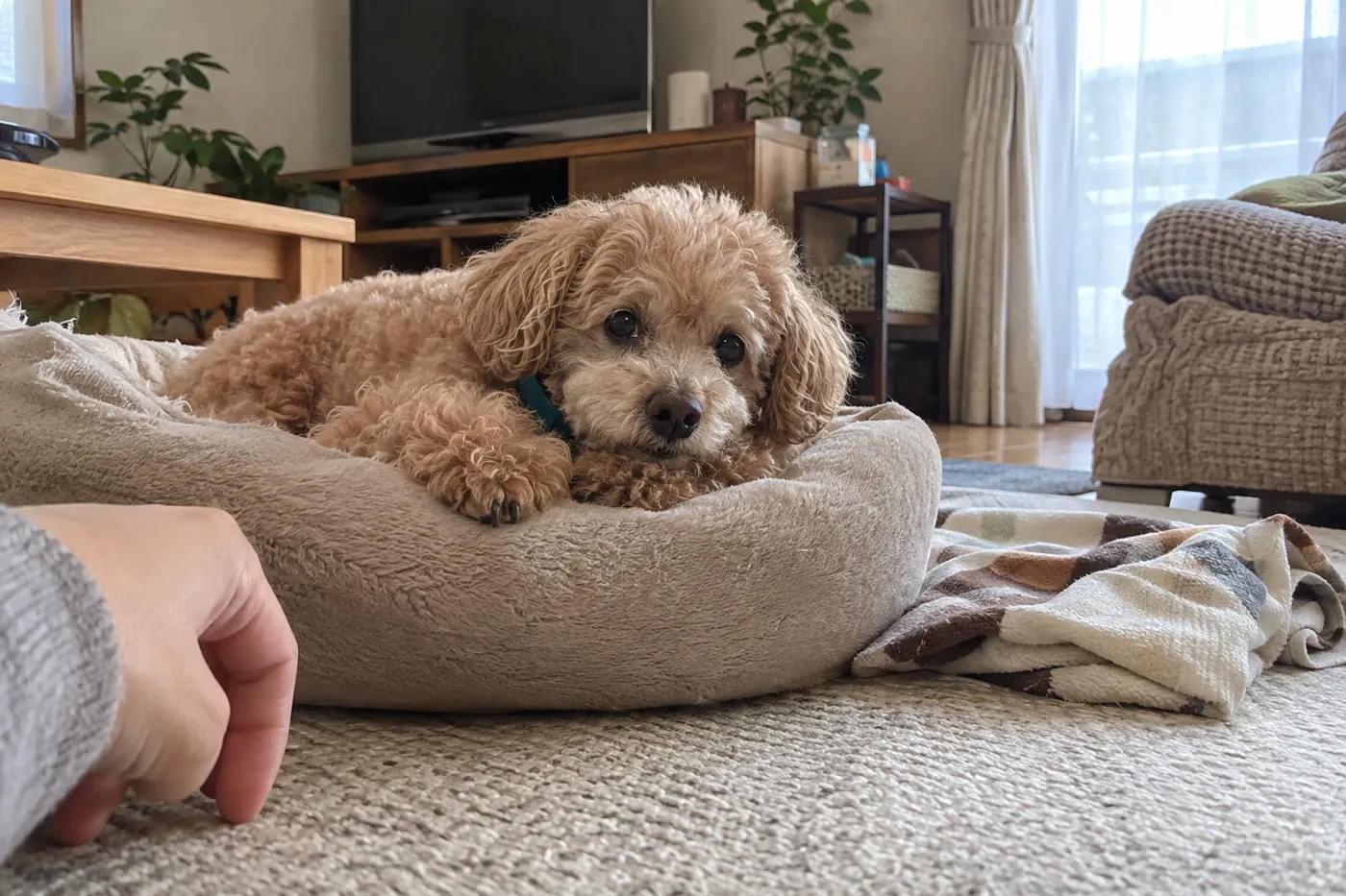 自宅の低いベッドで休むシニア犬と隣に座る飼い主の手元