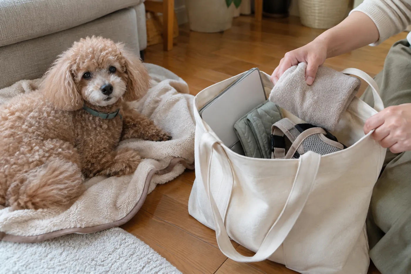 シニア犬が休む横で引継ぎ用のファイルと普段の介護用品をまとめる様子