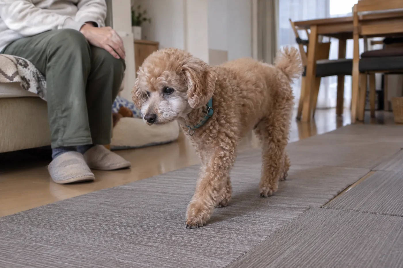 滑りにくいマットの上を飼い主のそばでゆっくり歩くシニア犬
