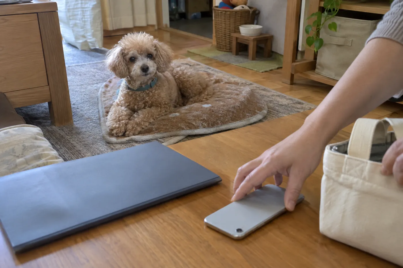 シニア犬の横で飼い主がスマートフォンと持ち出し用のバッグを手元に置く様子