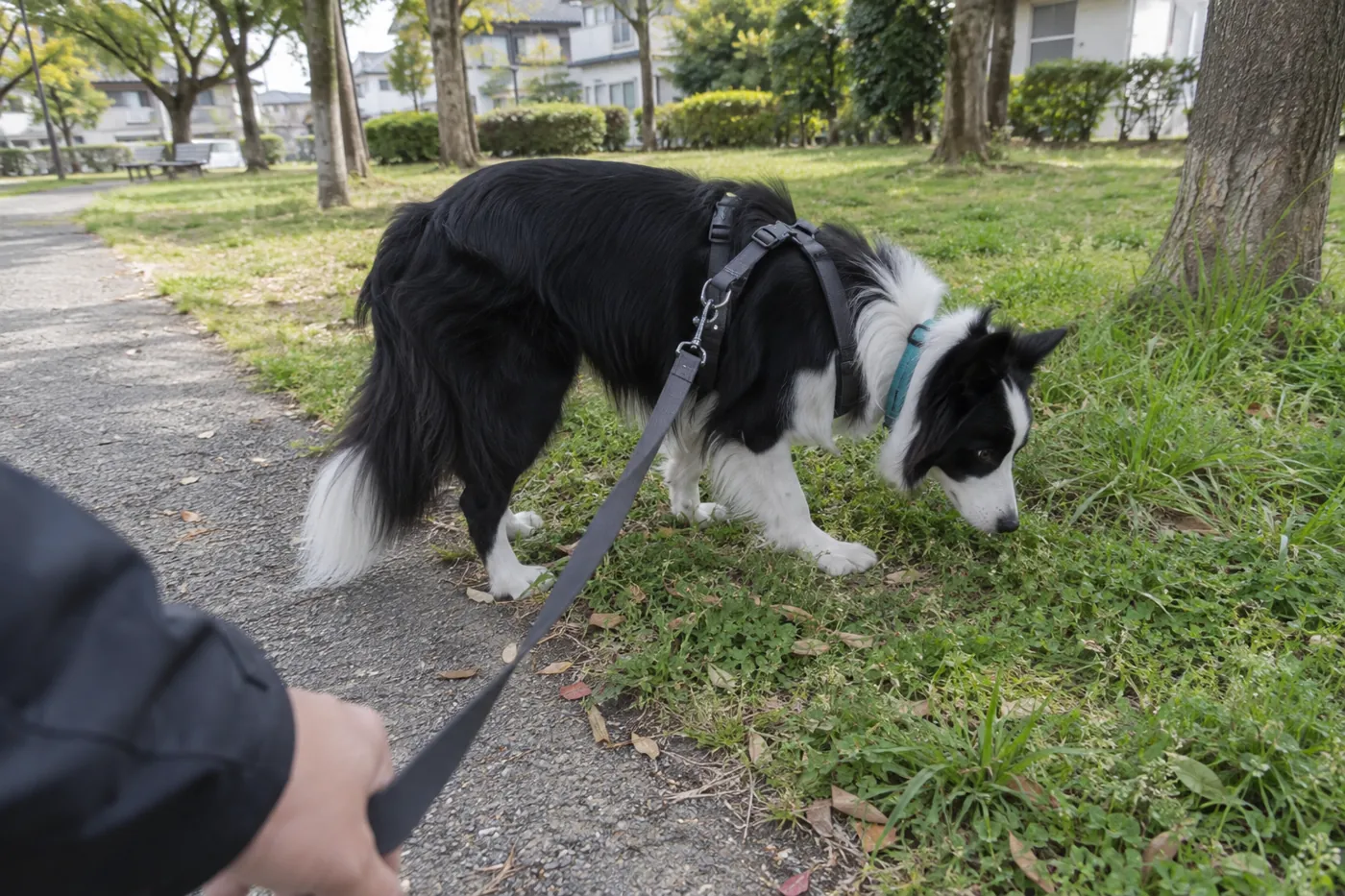 リードとハーネスを着けた白黒のボーダーコリーが静かな公園の草のにおいを調べる