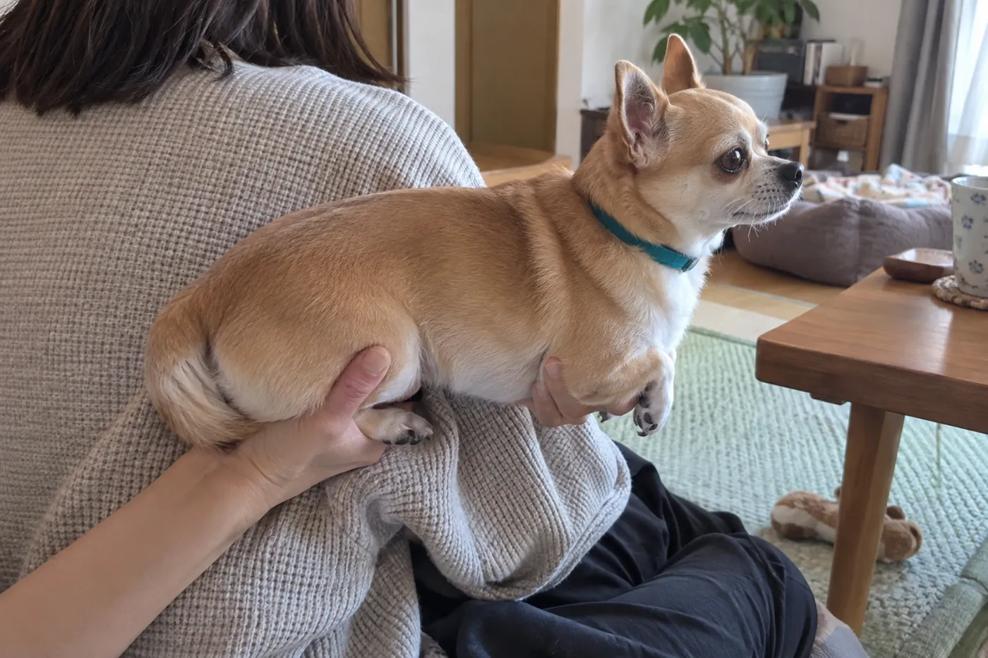 床に座る飼い主がチワワの胸とお尻を支える様子