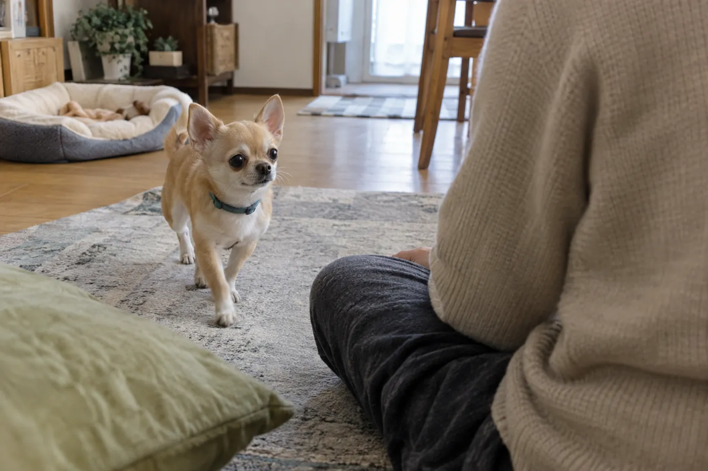 床に座る飼い主のそばへ自分から近づくチワワ