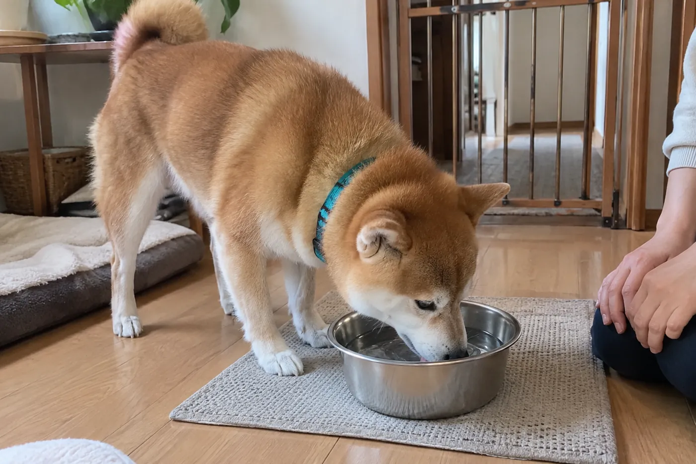 自宅の床で水を飲む柴犬と、そばで見守る人の手元