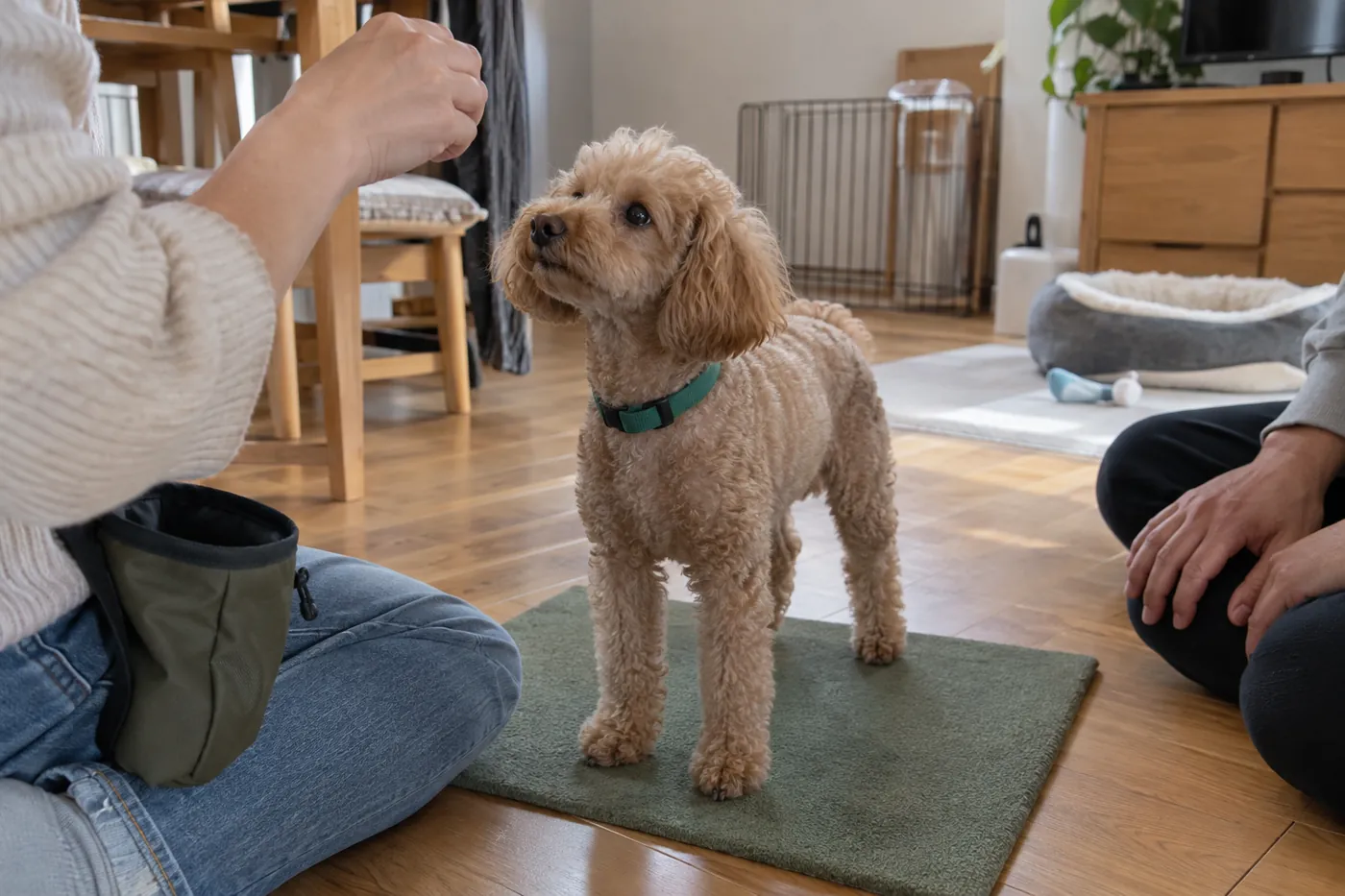 犬がマットで待つ練習を、飼い主が手元の合図で行う様子