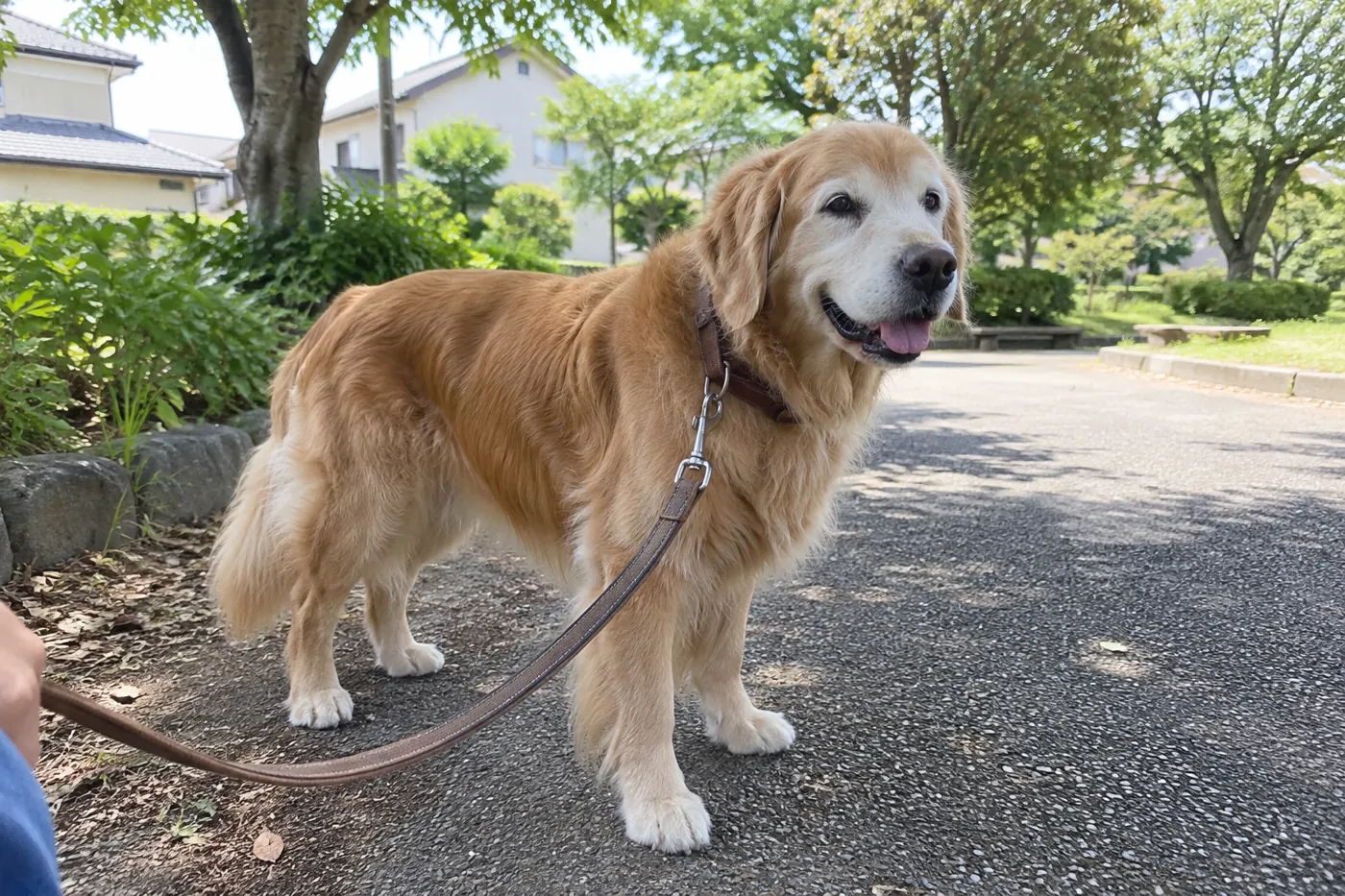 公園の木陰で自然に立つゴールデン・レトリバー