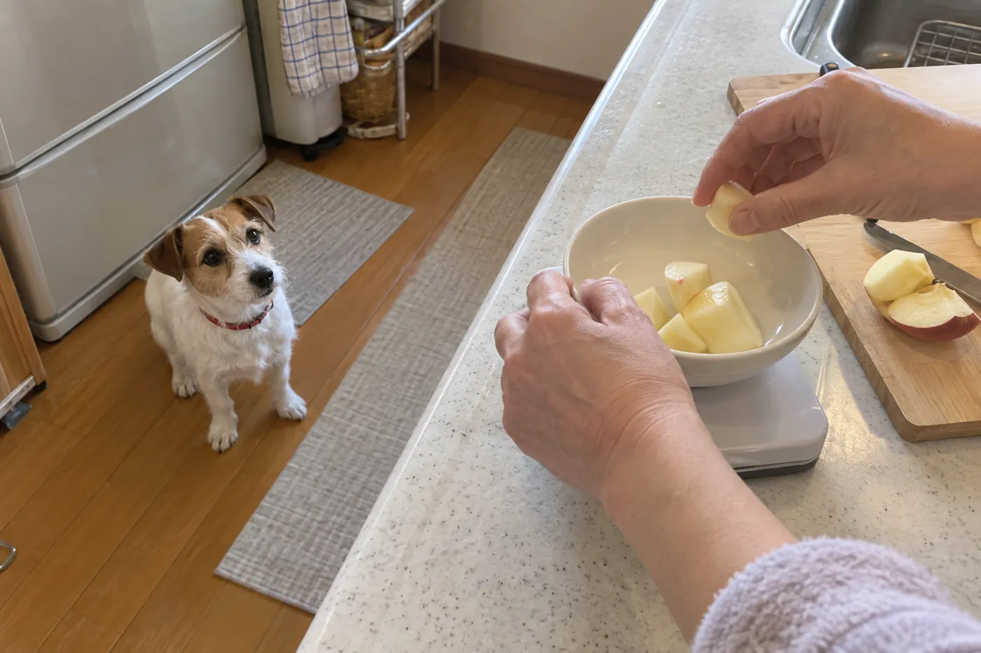 小さく切ったりんごを台所のはかりで量る飼い主の手元と待つ犬