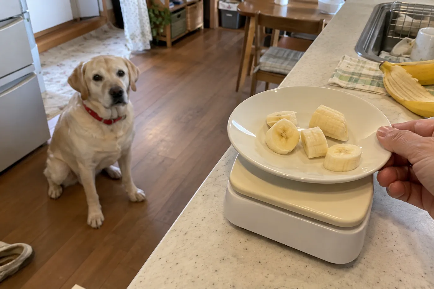 小皿のバナナの果肉をキッチンスケールに載せ、犬が床で待つ様子