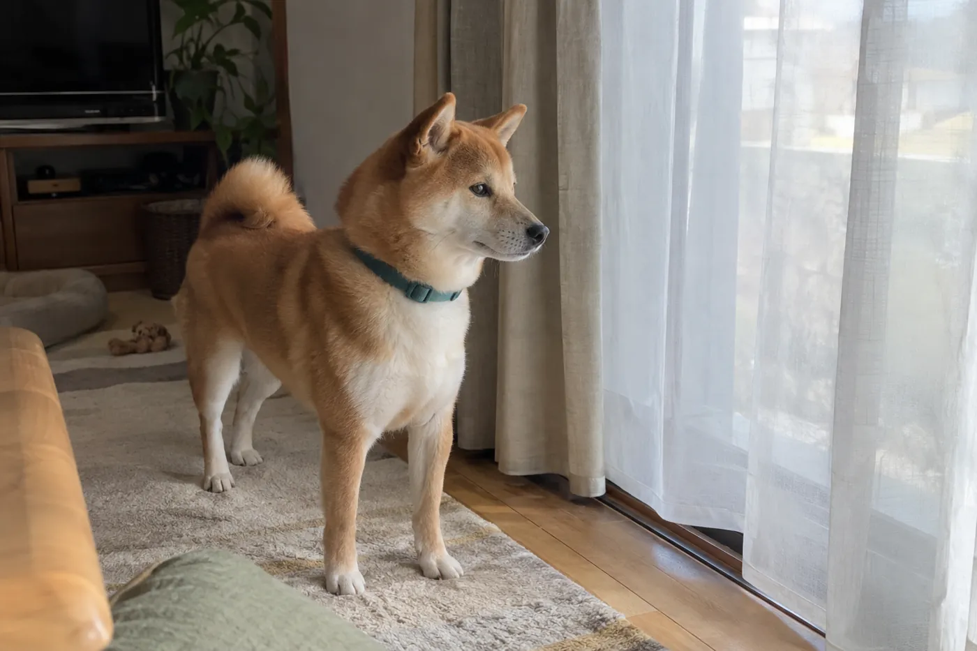 窓から少し離れた場所で外の気配に耳を向ける柴犬