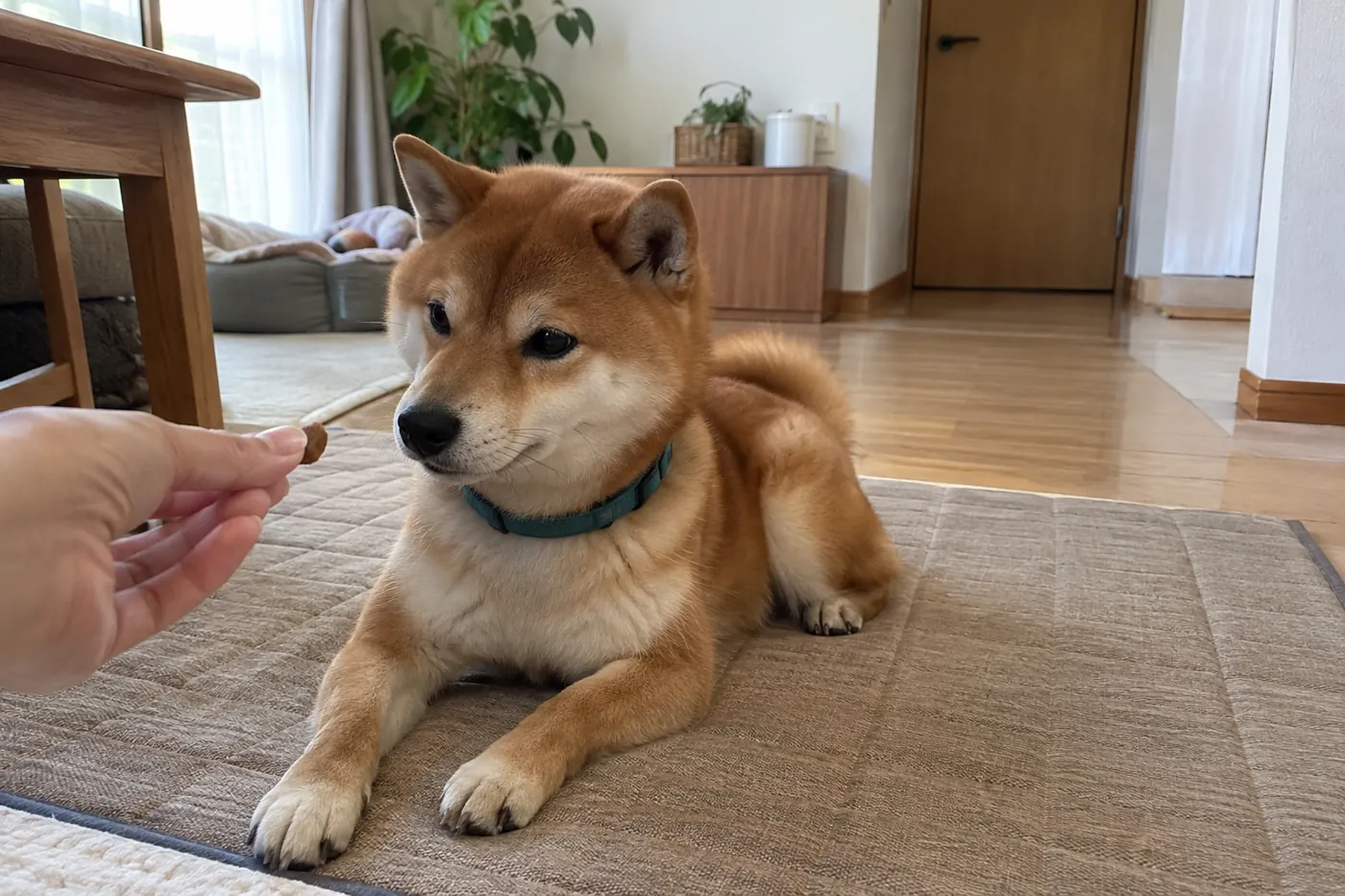 玄関から離れたマットで飼い主からごほうびを受け取る柴犬