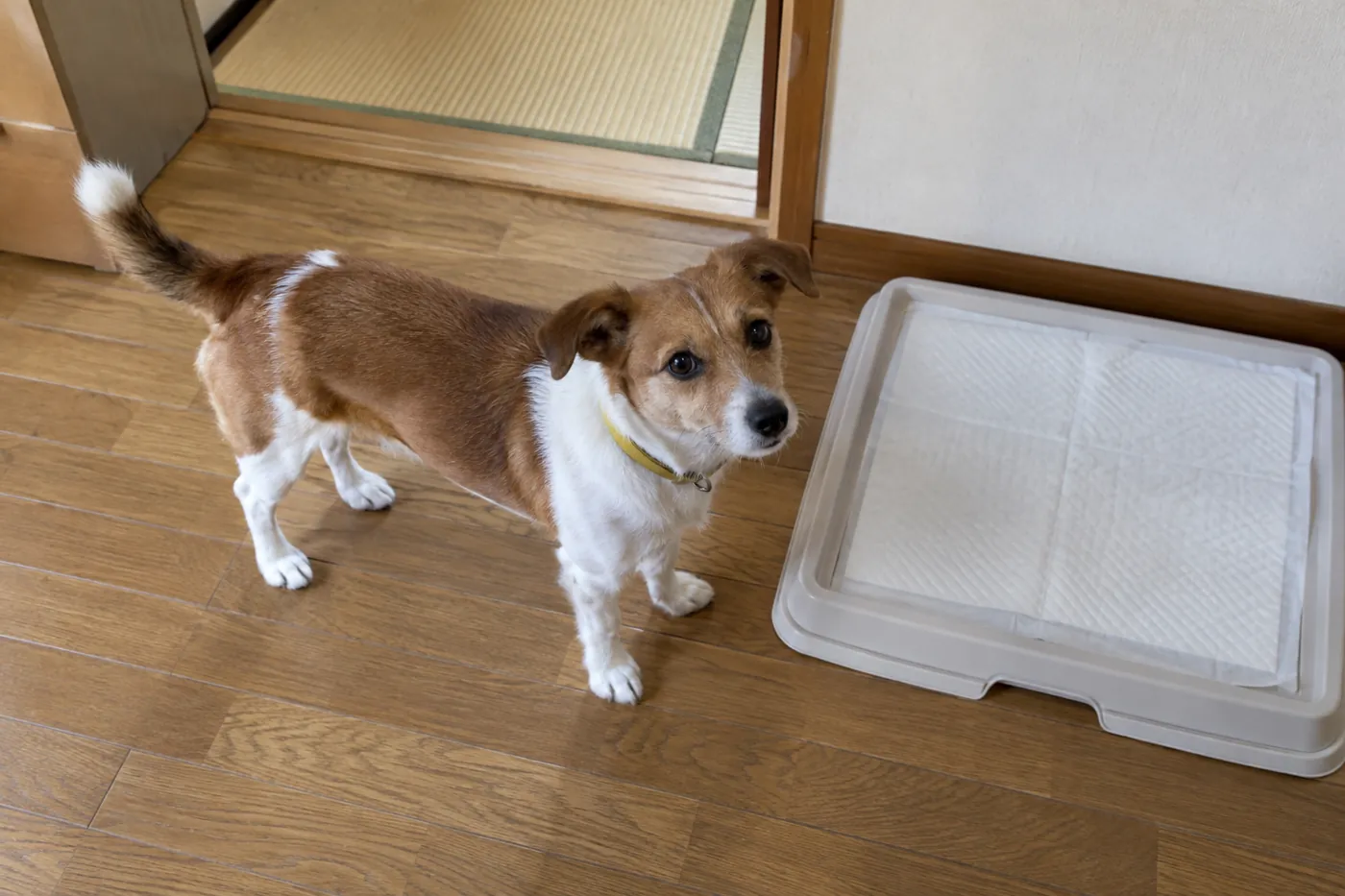 室内のトイレスペースのそばに立つ犬