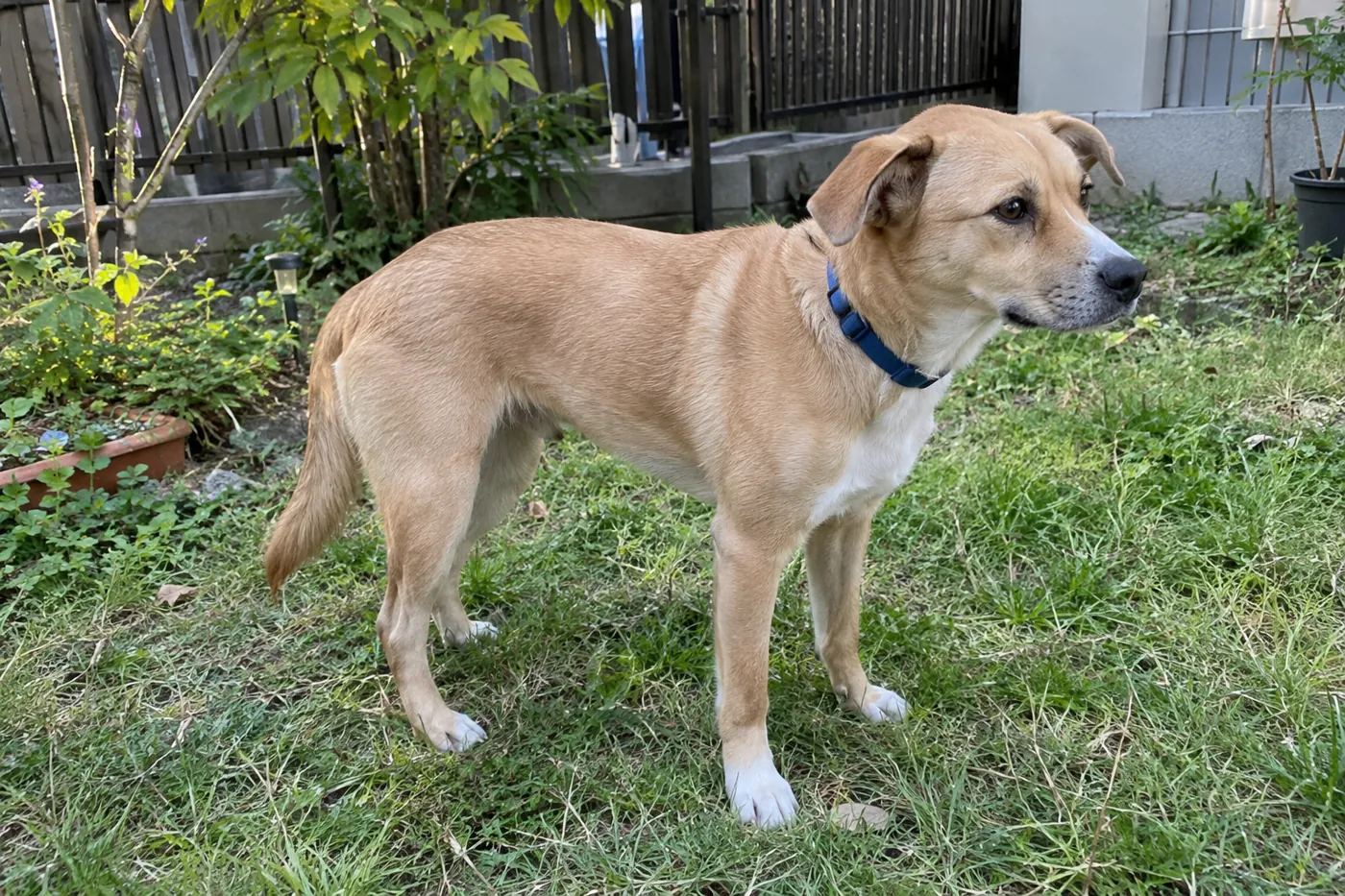 庭で横向きに立ち、耳の向きとしっぽの位置が見える犬
