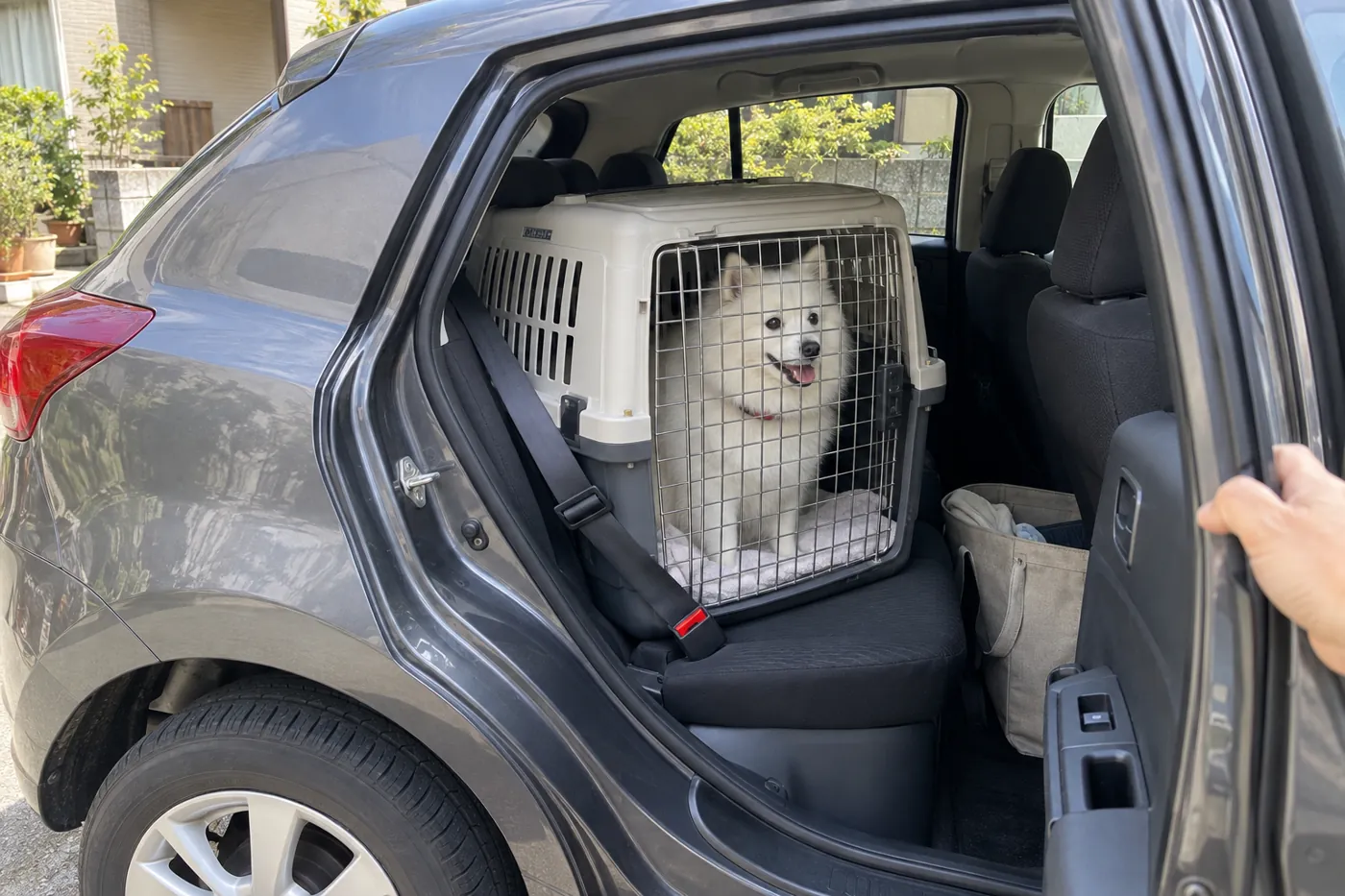 車の後部座席に固定したクレートと、移動に使う犬用の道具