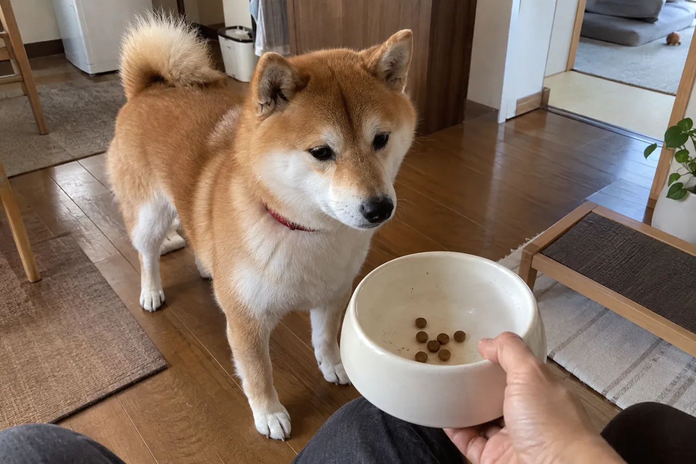 柴犬の食器に残ったフードを飼い主の手元で確認する場面