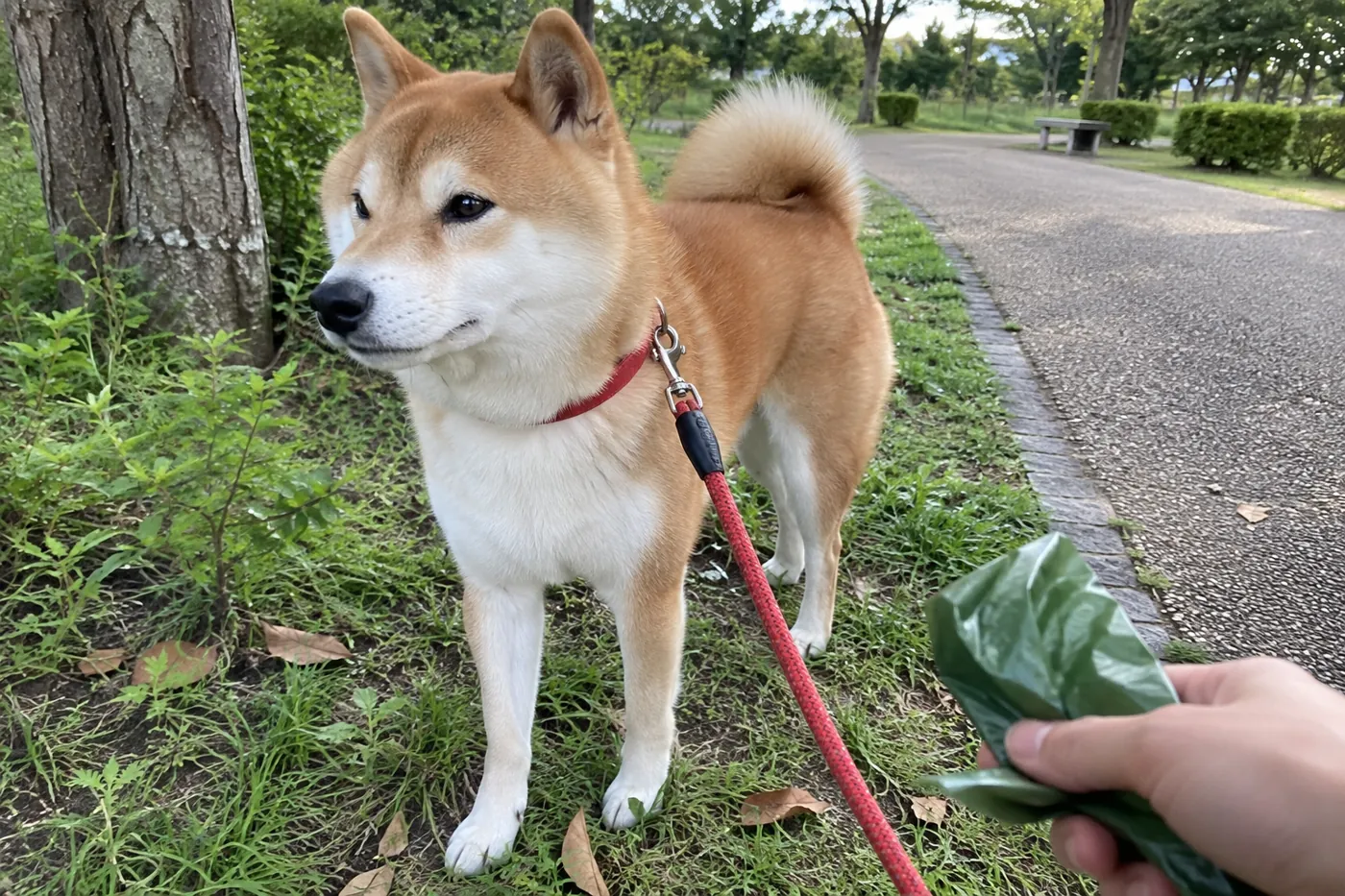 散歩中の柴犬のそばで無地の排泄物回収袋を持つ飼い主の手元