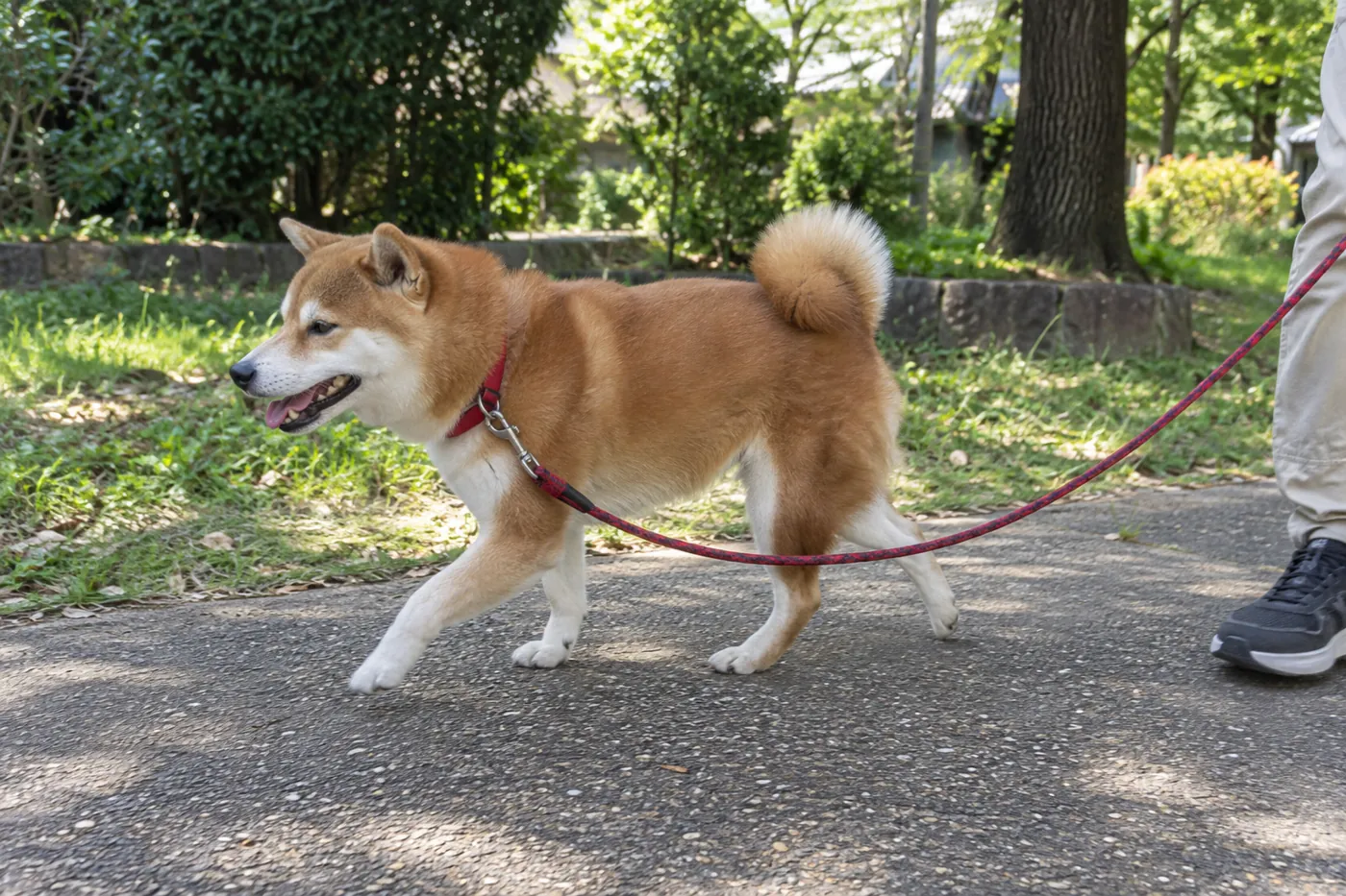 赤い首輪の柴犬がリードをつけて平らな道を歩く横姿