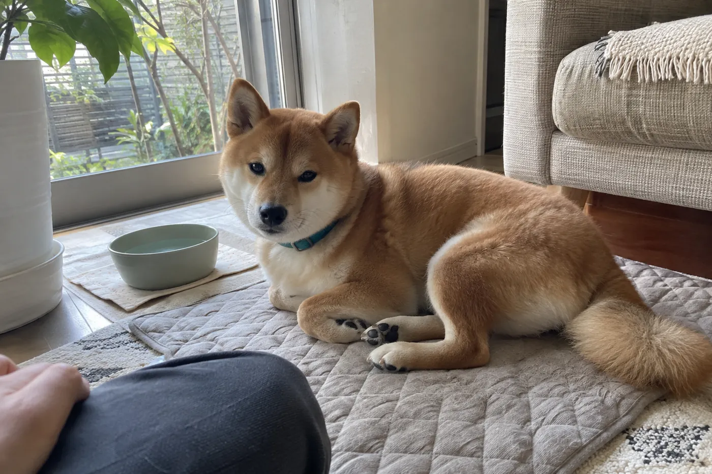 水の器のそばでくつろぐ犬を飼い主が少し離れて見守る様子