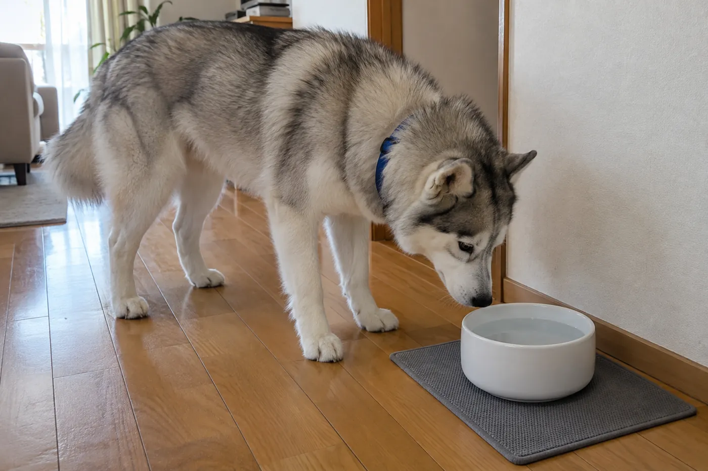 滑りにくいマットに置いた清潔な水の器へ近づく犬