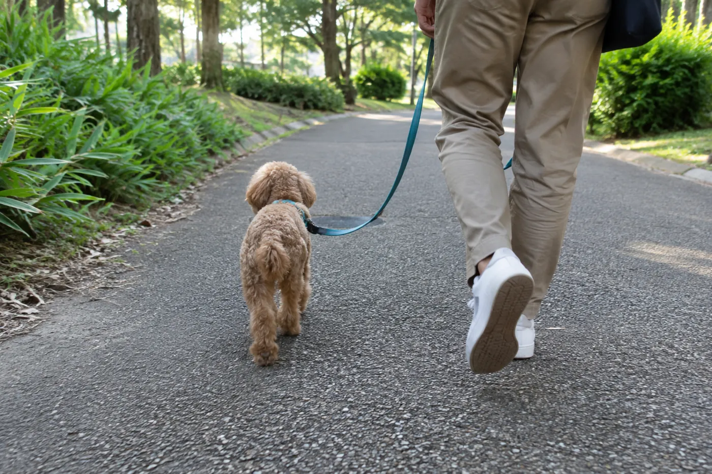 公園の平らな道を飼い主のそばでゆっくり歩く茶色いトイプードル