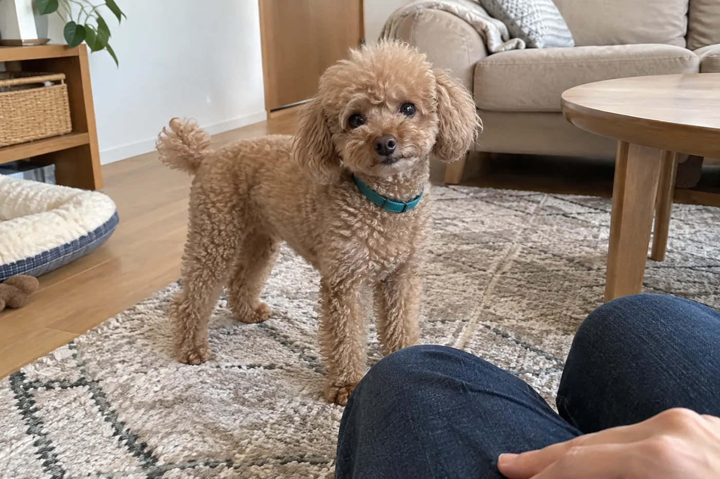 室内で立ち止まった茶色いトイプードルの様子を飼い主が見守る場面