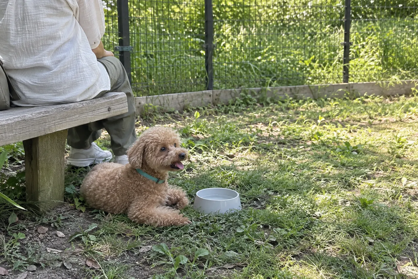 一般的なフェンス付きの広場で茶色いトイプードルが飼い主のそばで休む場面