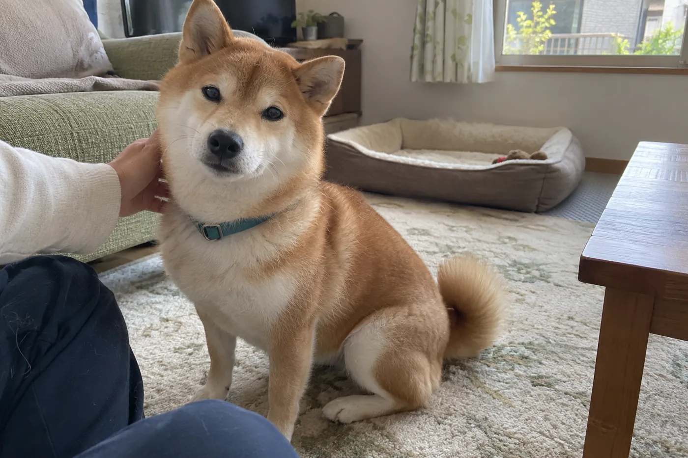 明るい部屋で飼い主のそばに座る柴犬