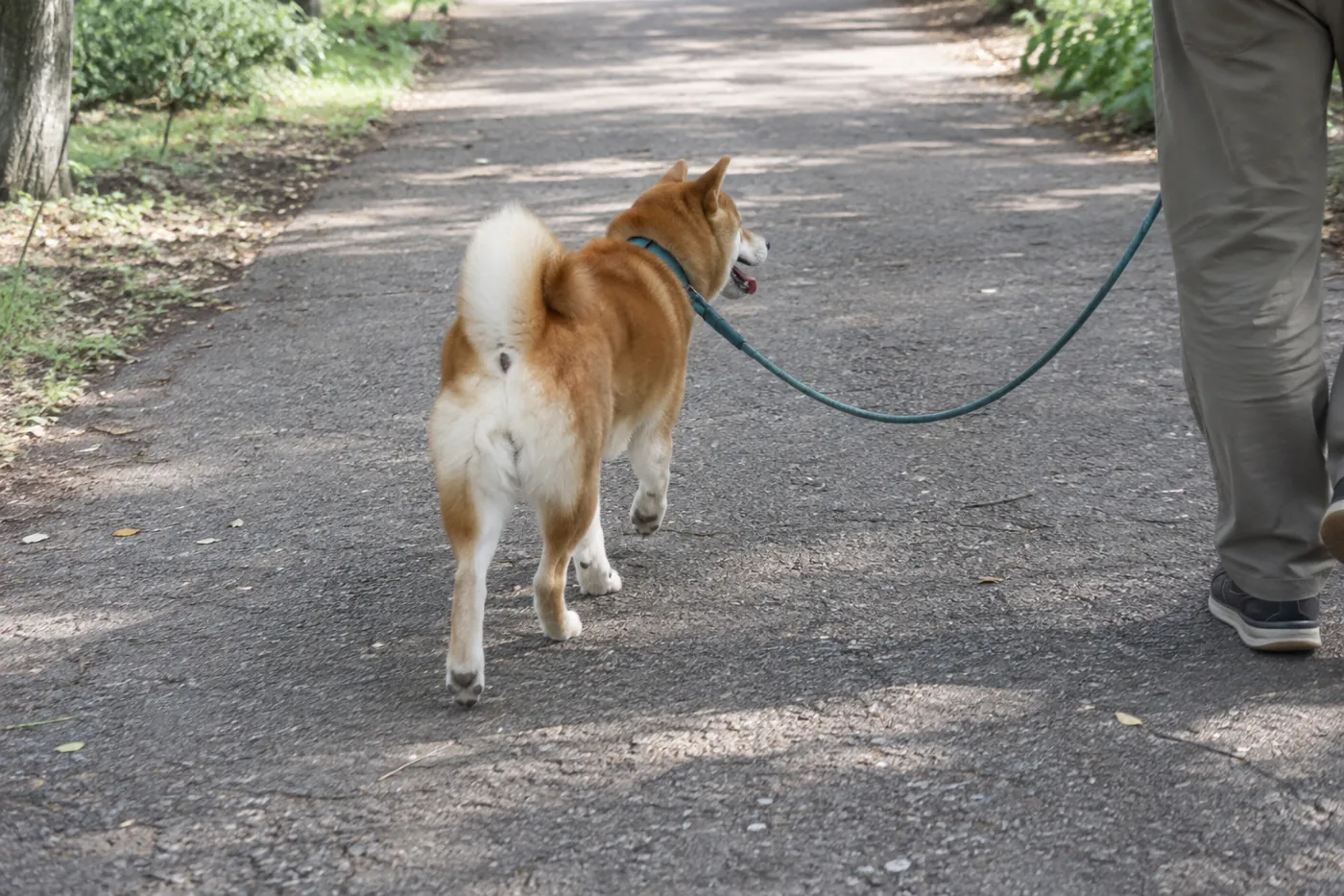 草むらから離れた公園の道をリードで歩く柴犬