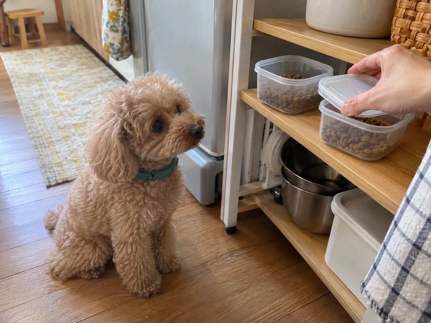 量って取り分けた食事の容器と、床に座るトイプードル