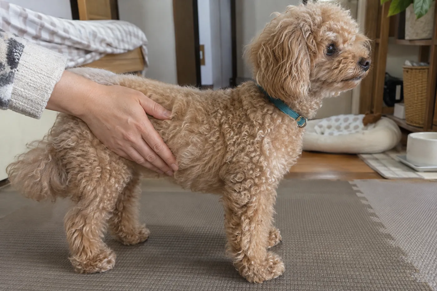 立っているトイプードルの肋骨のあたりに飼い主がそっと手を添えている様子