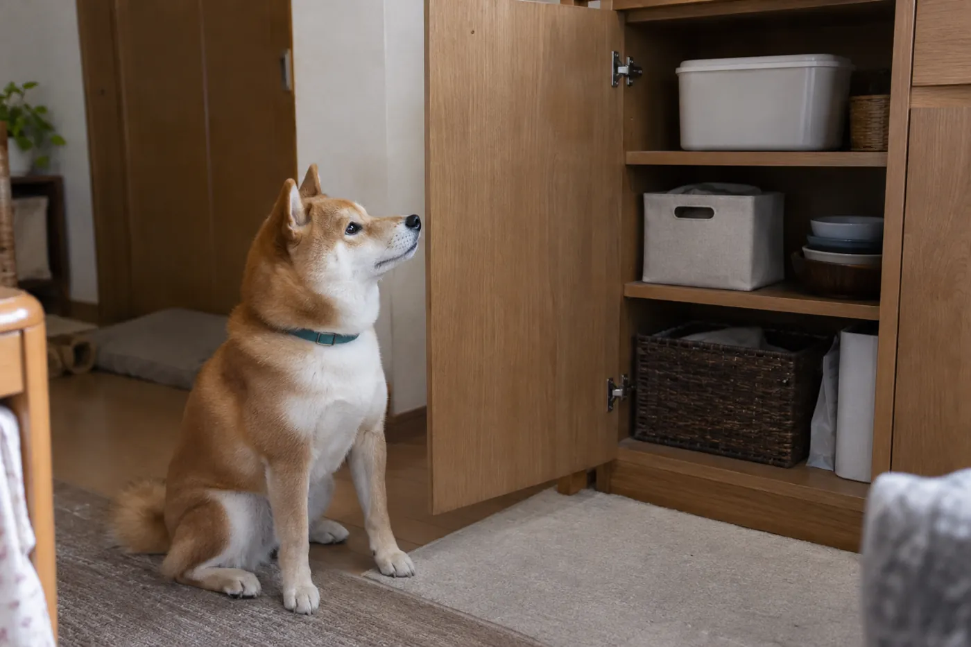 直射日光の当たらない室内の棚に置かれたふた付き保存容器と柴犬
