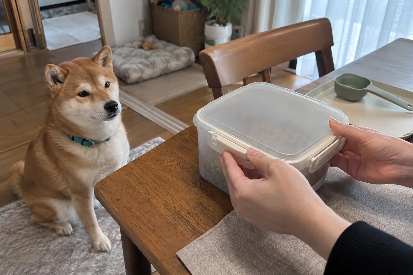 保存容器のふたを点検する飼い主の手元とそばで待つ柴犬