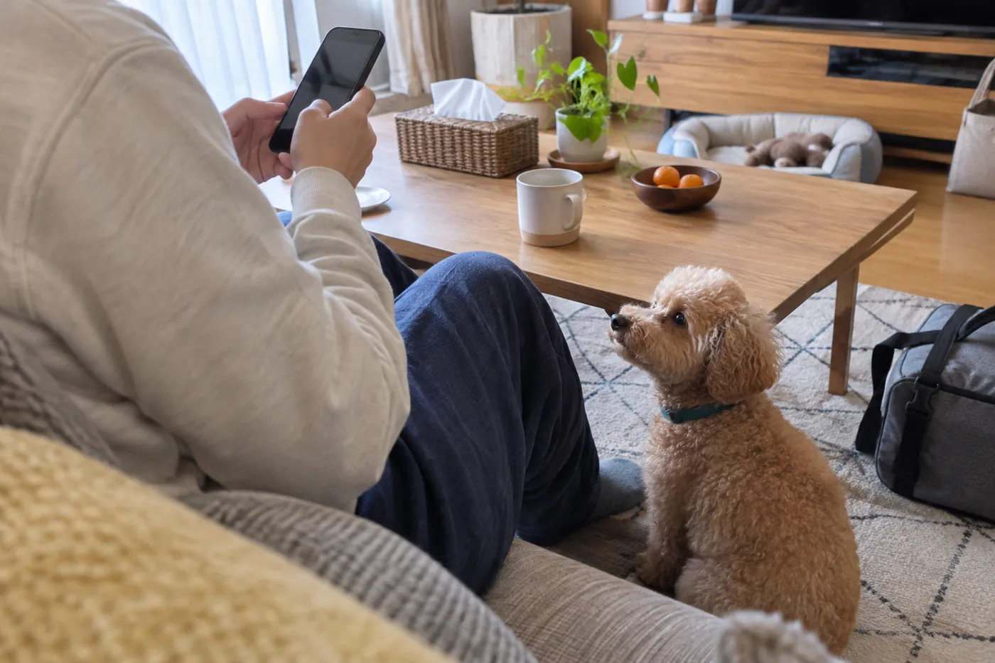 自宅で宿の条件を調べる飼い主の手元と足元の犬