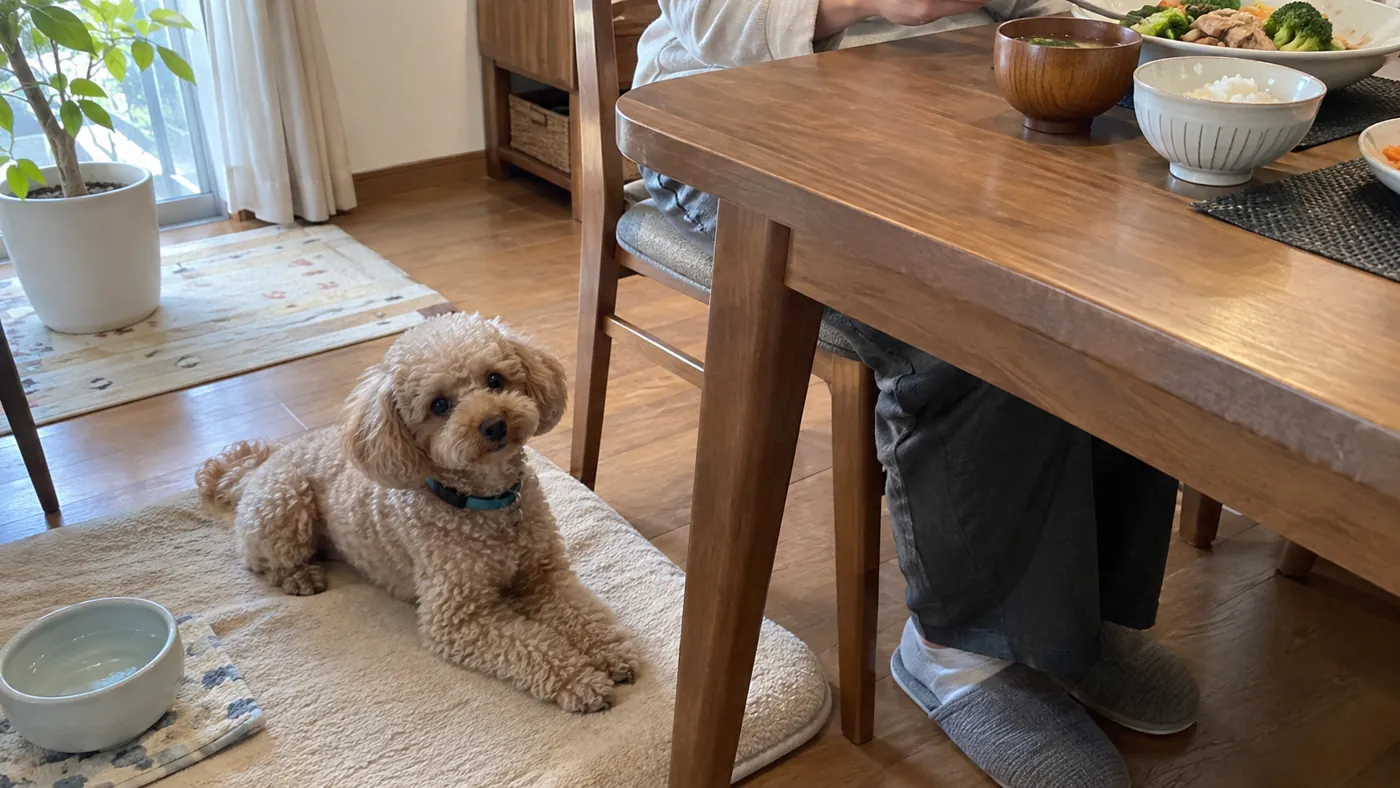 食卓のそばのマットで飼い主と一緒に過ごす犬