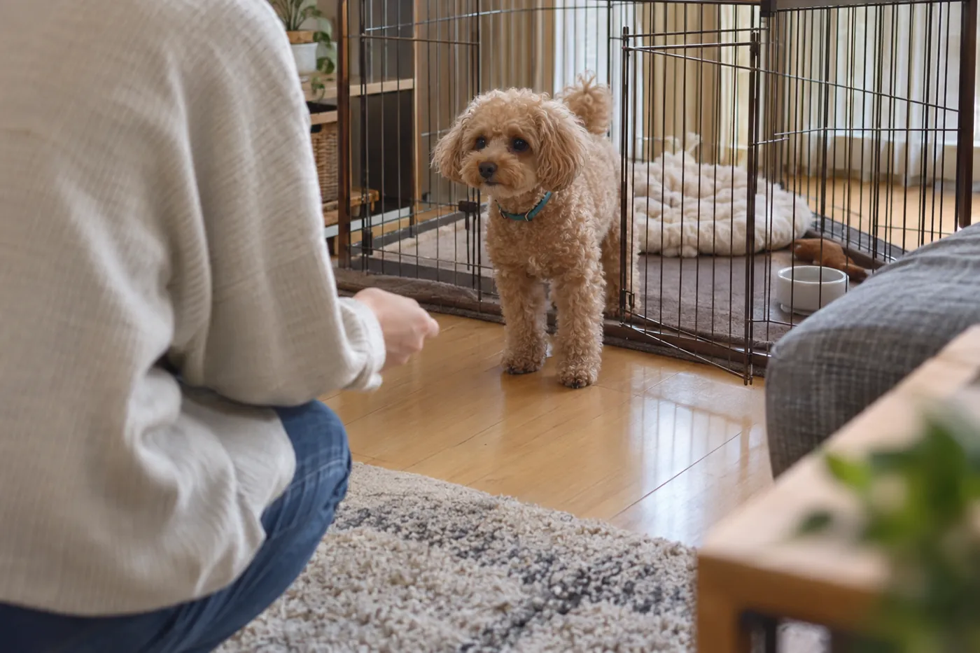 広いサークルのそばで犬と過ごす飼い主の後ろ姿
