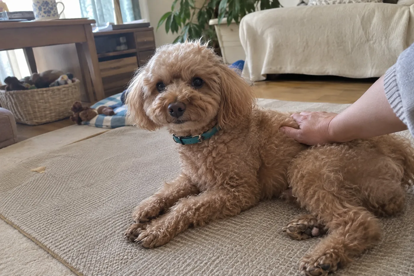 自宅のマットでくつろぐ犬の背中に飼い主がそっと触れる様子