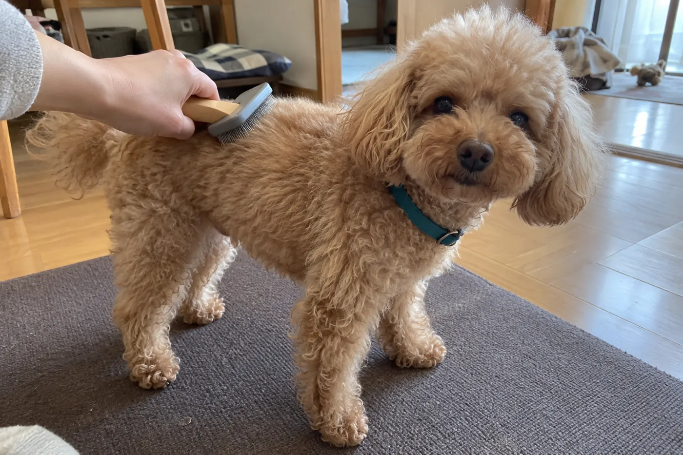 毛の流れに沿って犬の背中をやさしくブラッシングする手元