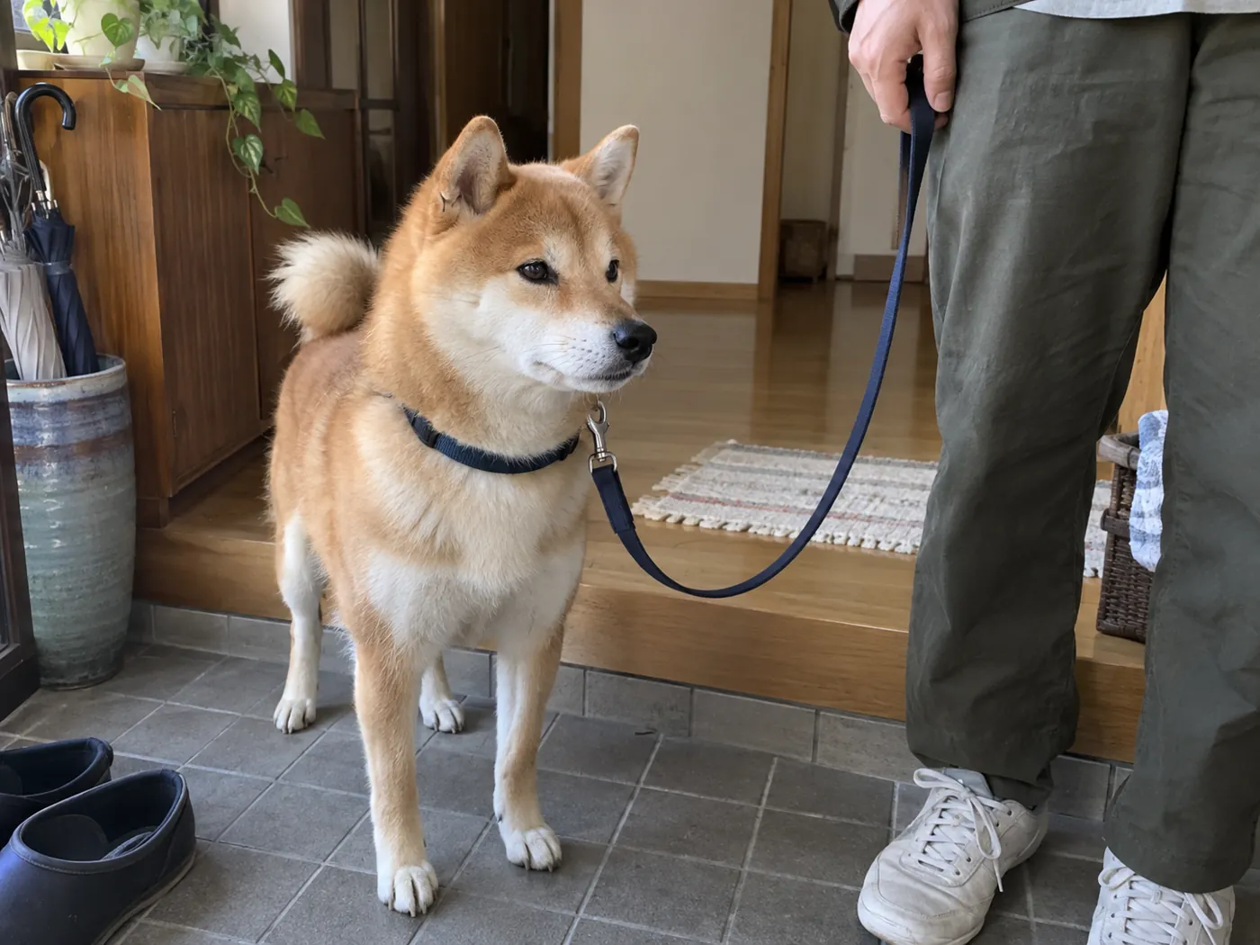 飼い主の足元で散歩の支度を待つ柴犬
