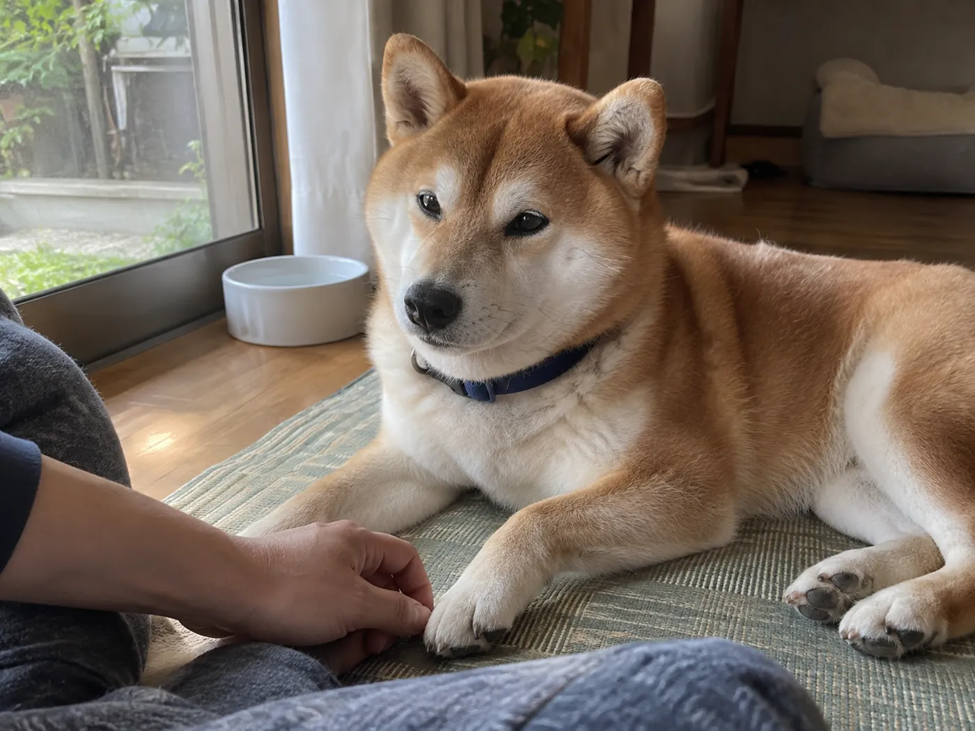 窓際のマットで飼い主の手のそばに横たわる柴犬