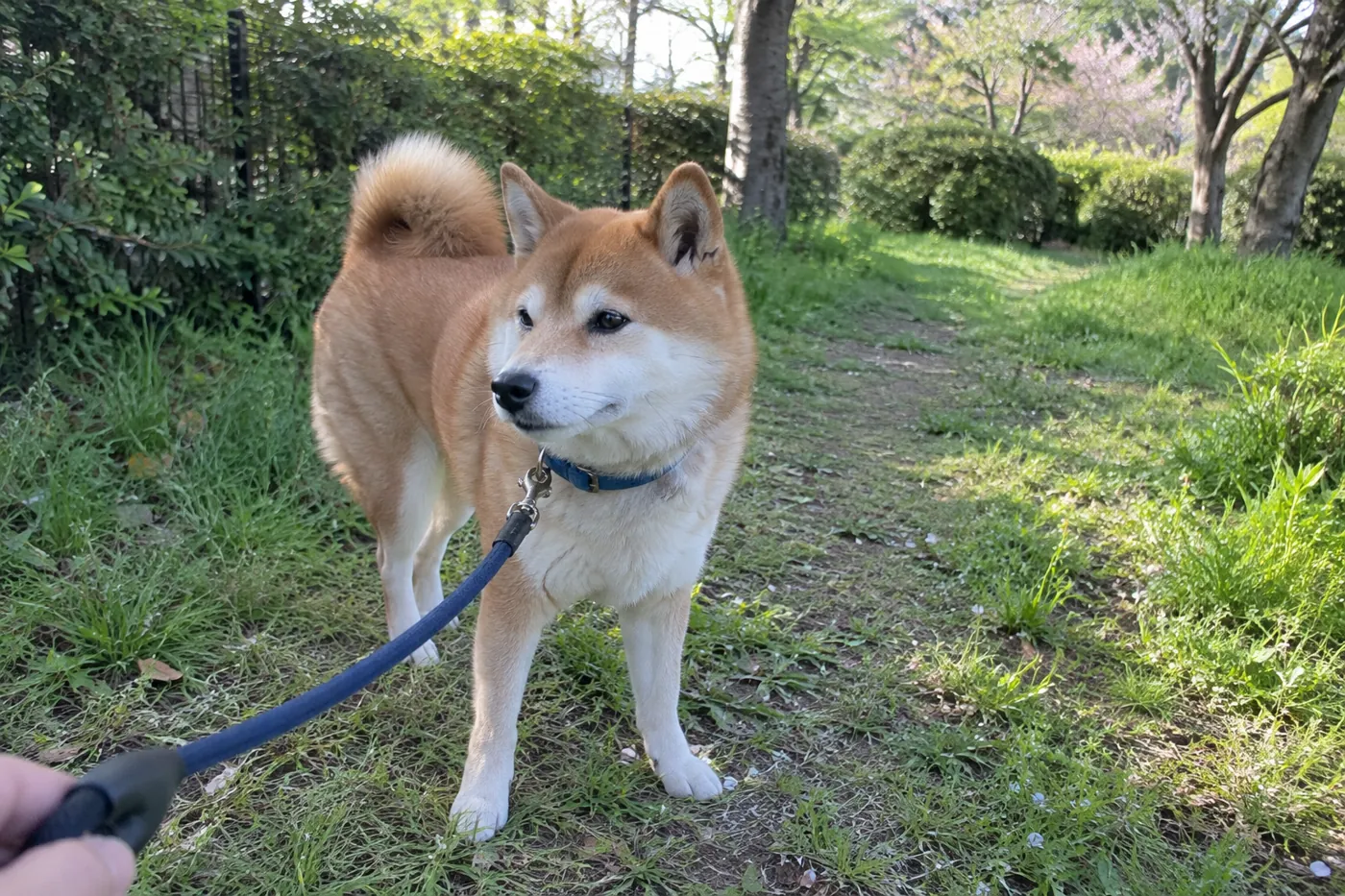 青い首輪の柴犬とリードでつながれた飼い主の手元