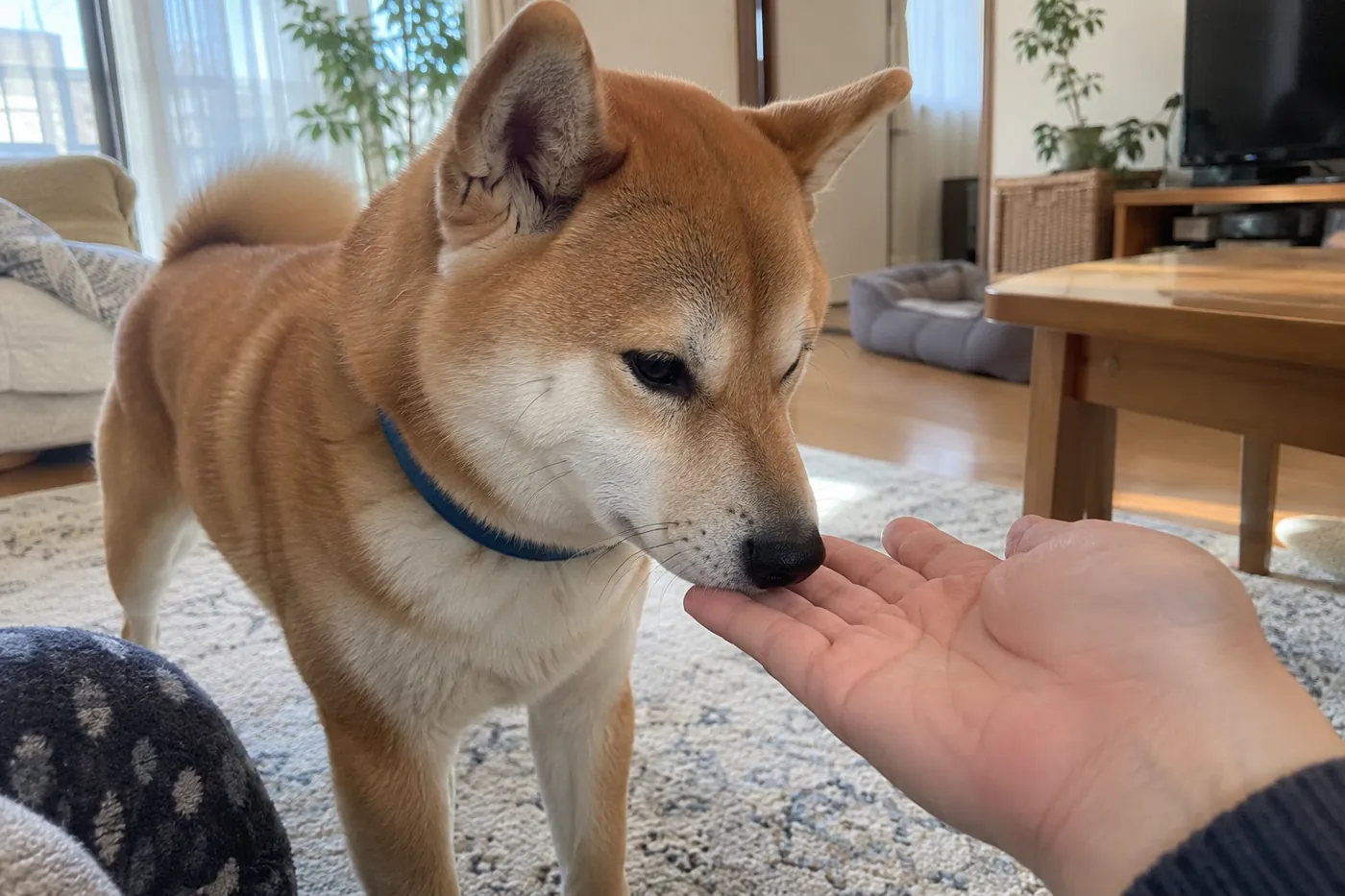 飼い主の手にそっと触れる青い首輪の柴犬