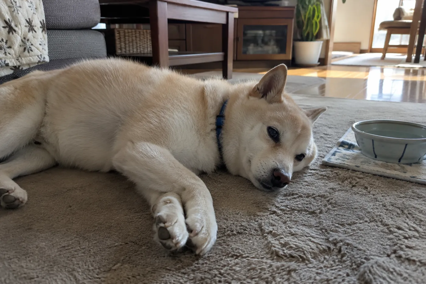 日差しを避けた室内で休む青い首輪のクリーム色の柴犬