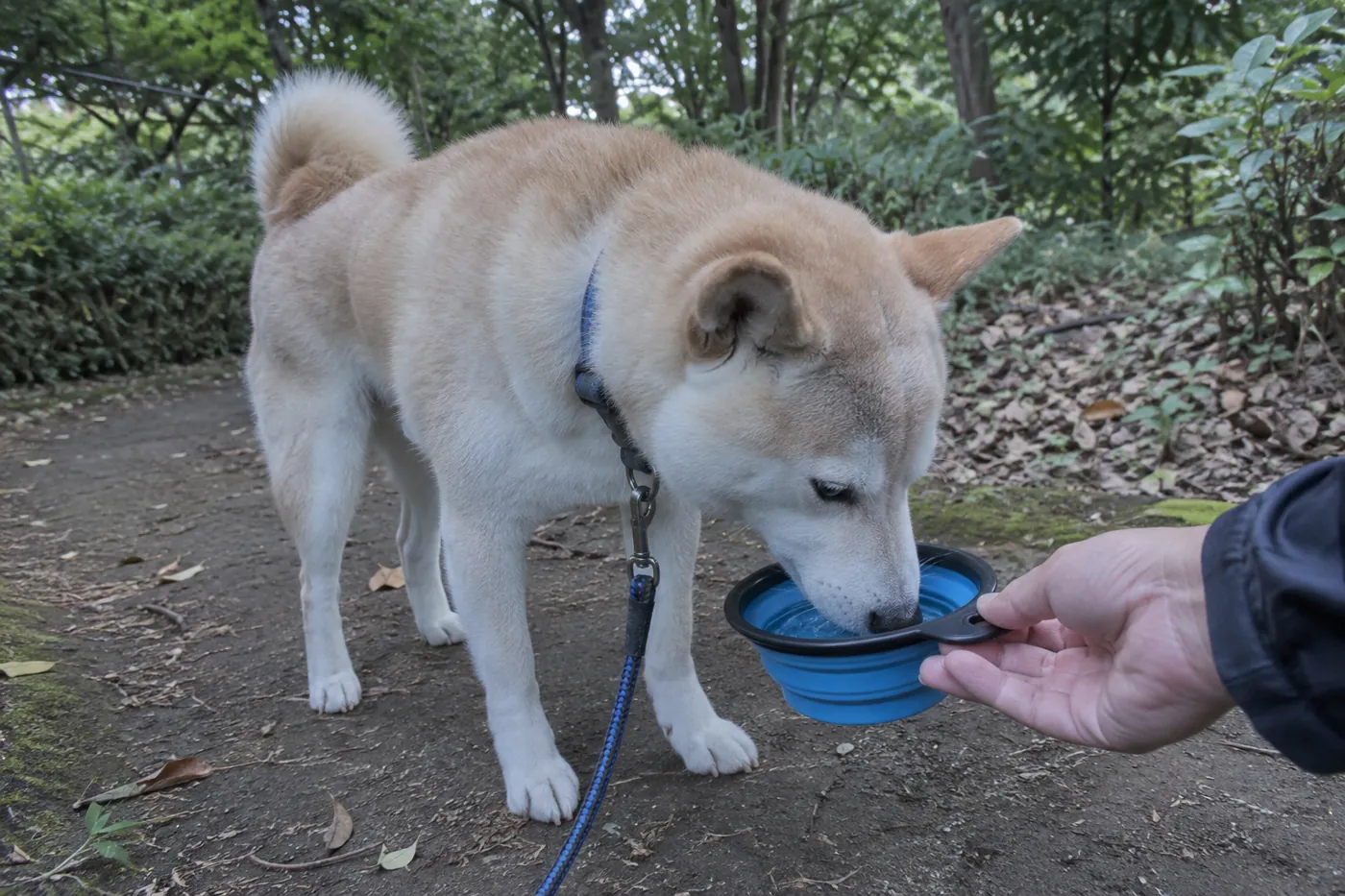木陰の散歩道で飼い主の手から差し出された器の水を飲む柴犬