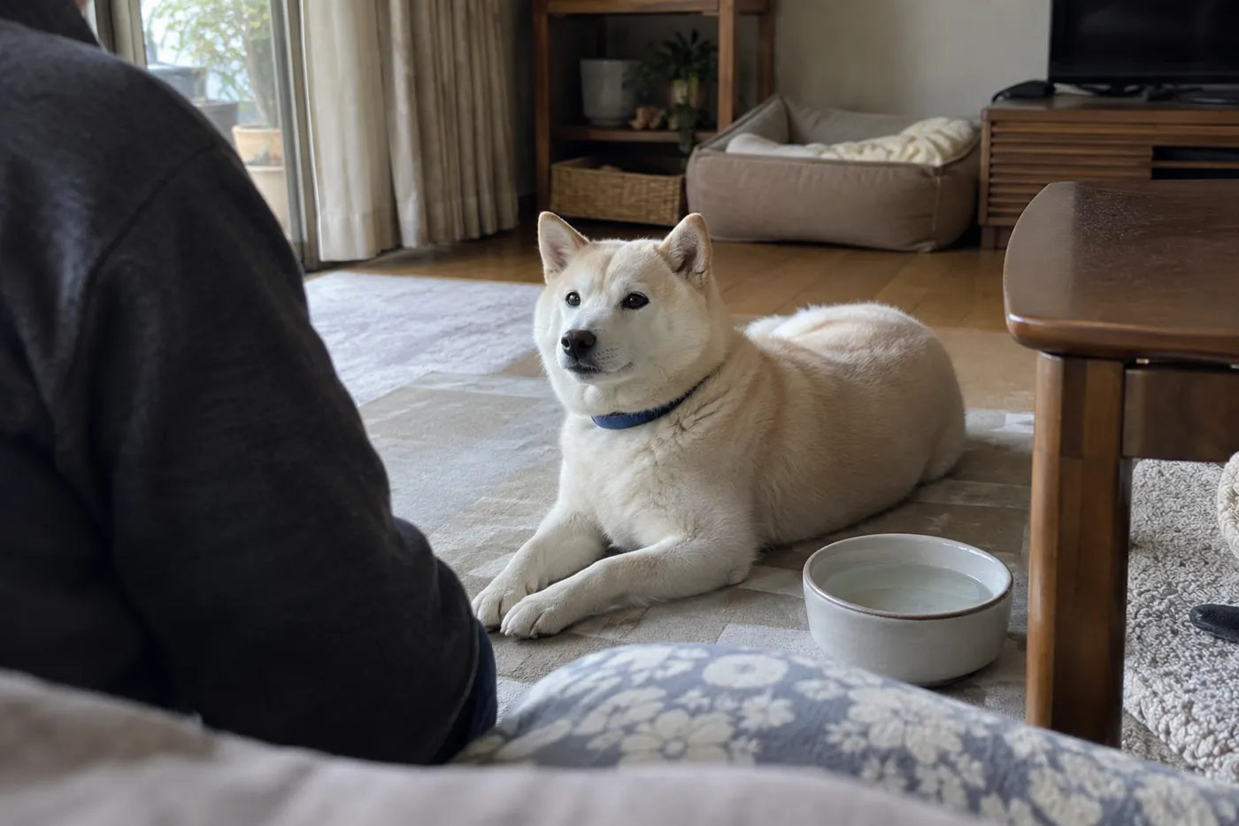 涼しい室内で休む柴犬をそばで見守る飼い主の後ろ姿