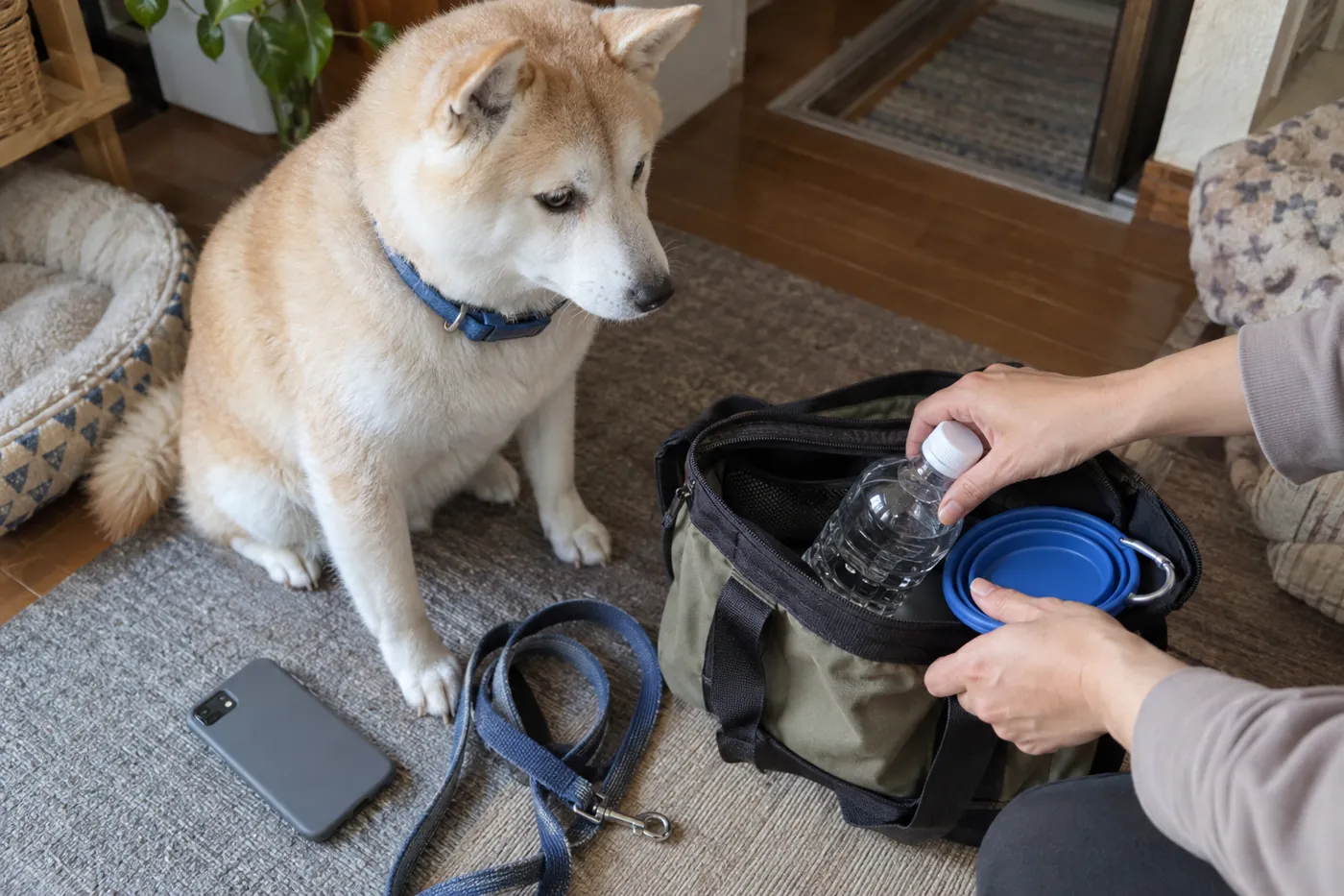 散歩用の水と器、画面を伏せたスマートフォンを準備する手元と柴犬