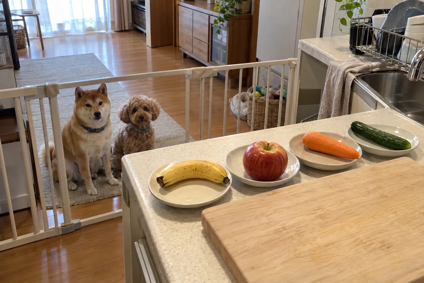 台所の高い作業台に食材を置き、少し離れたマットで待つ犬